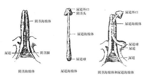 男人 陰莖|人體解剖學/男性生殖器